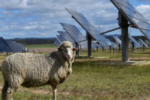 Sheep grazing near large scale solar farm