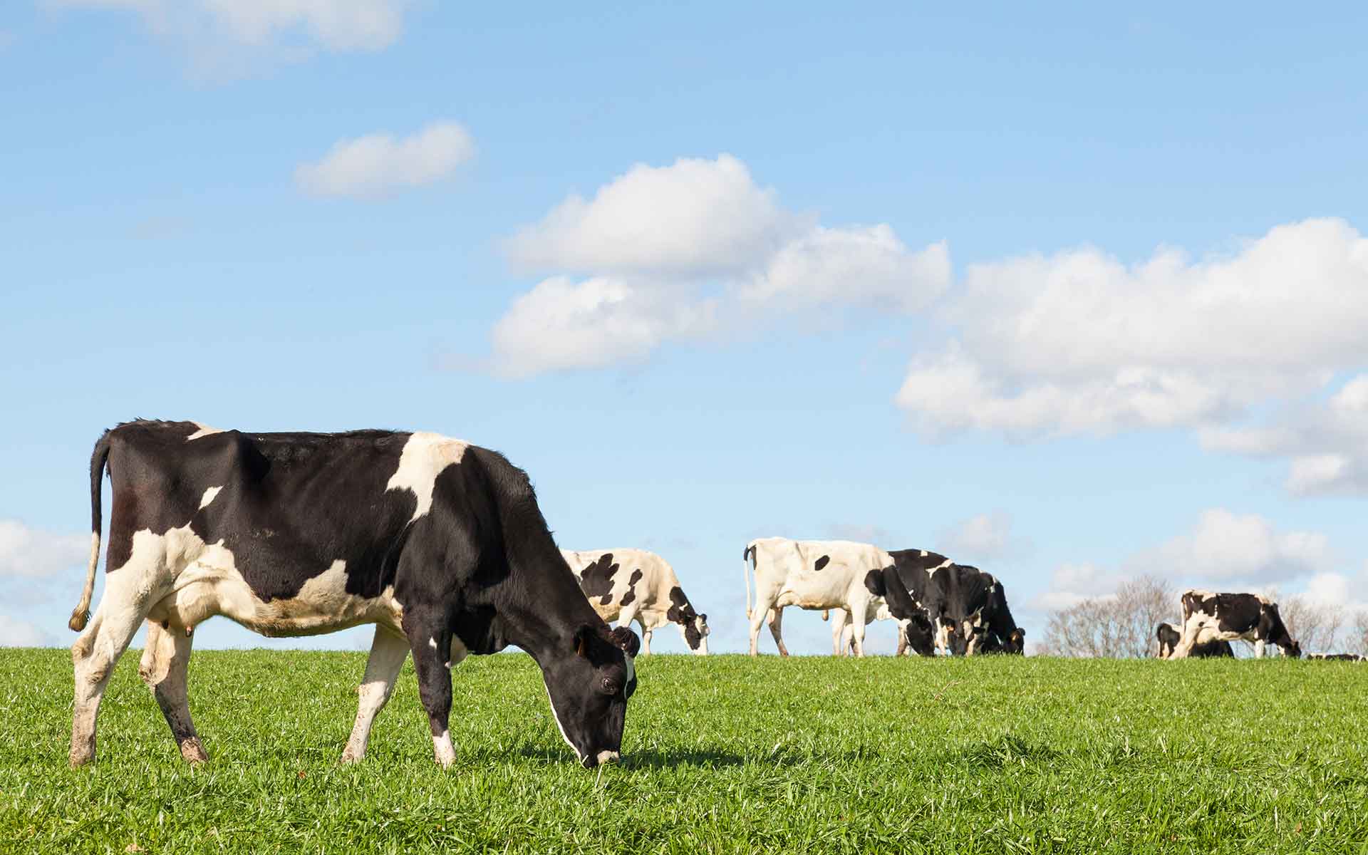Dairy farmers could trade energy via blockchain in the Latrobe Valley Image