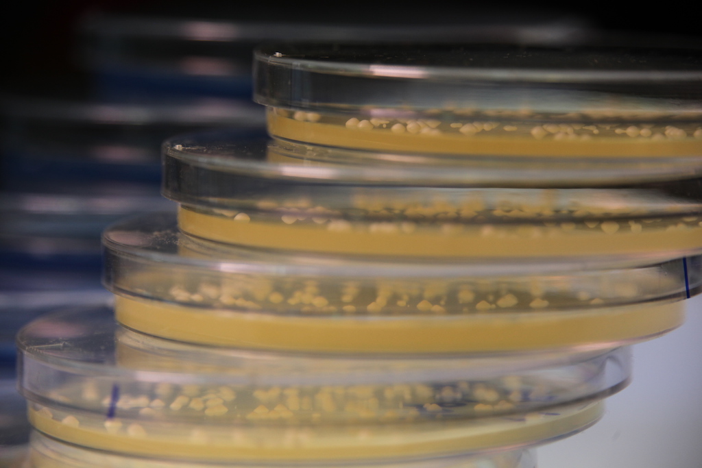 MicroBioGen's genetically modified yeast