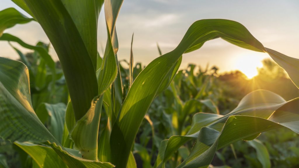 Corn is a common bioenergy crop as it has a high starch content